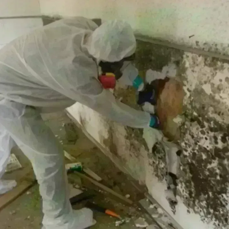 Mold Remediation and Removal in Mercer County, WV